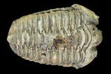 Fossil Calymene Trilobite Nodule - Morocco #100013-1